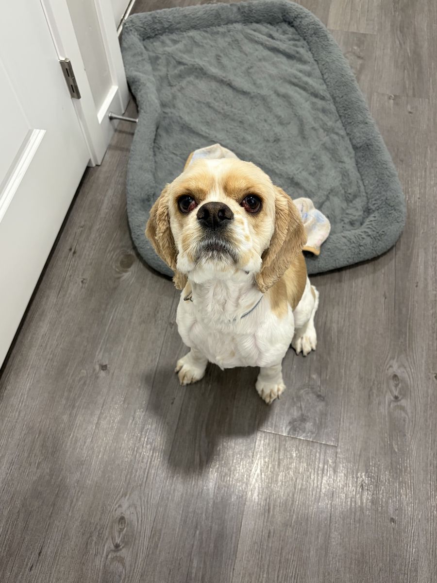 Cocker Spaniel Needing to be Rehomed