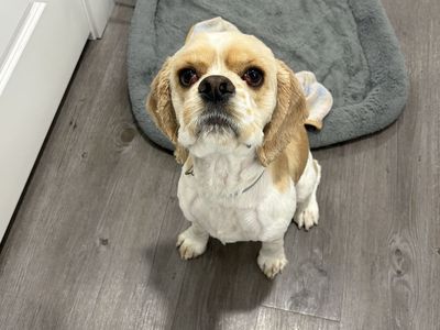 Cocker Spaniel Needing to be Rehomed