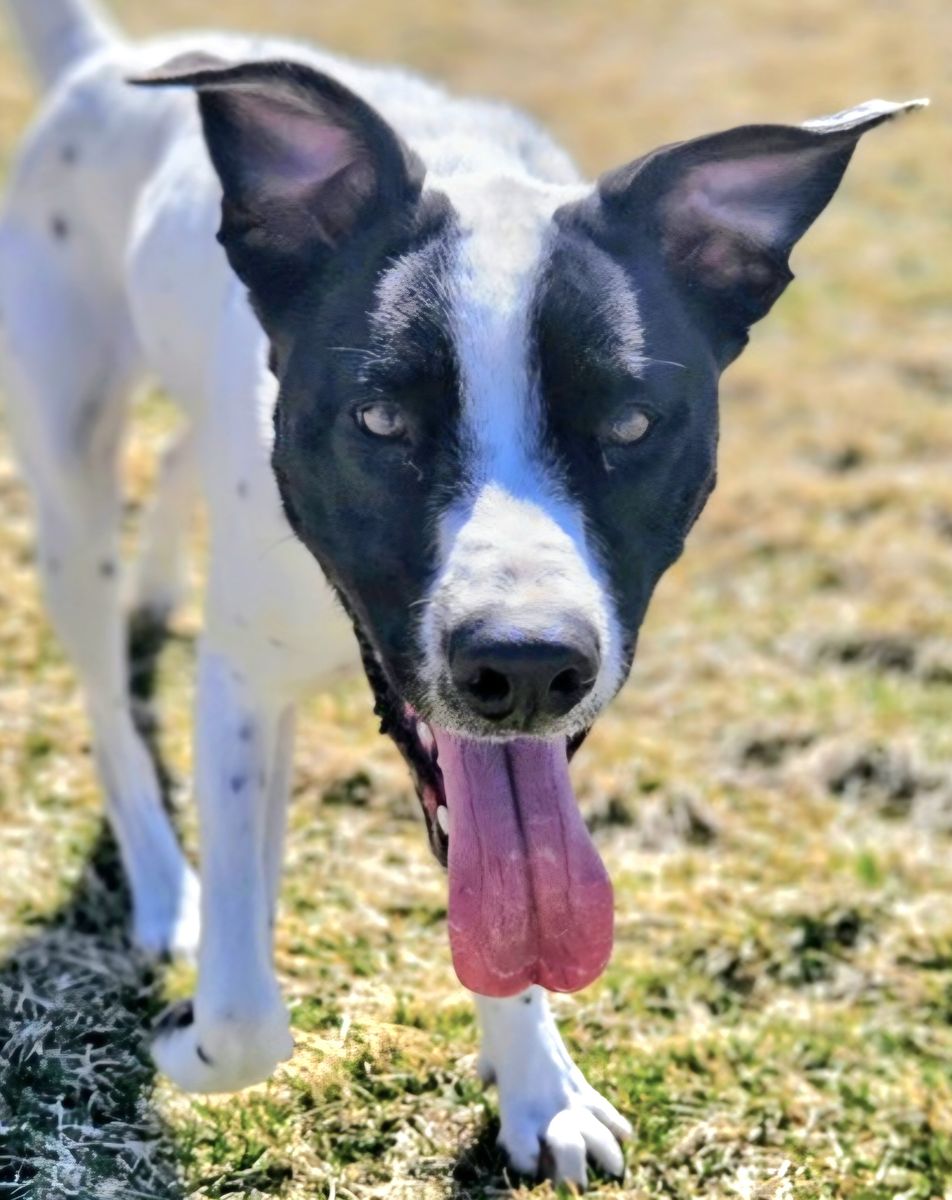 Siona, cattle dog pointer mix looking for a home