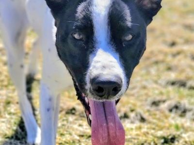 Siona, cattle dog pointer mix looking for a home