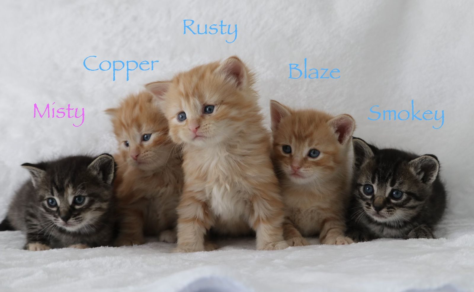 Cuddly kittens!!