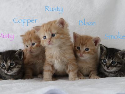 Cuddly kittens!!