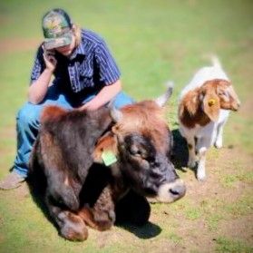 2 year old Jersey Bull