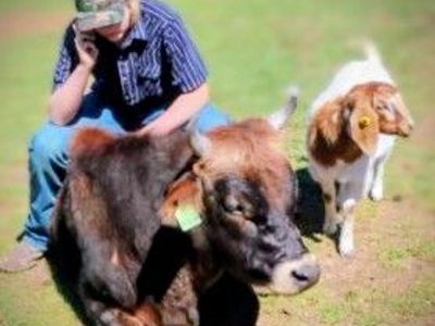 2 year old Jersey Bull