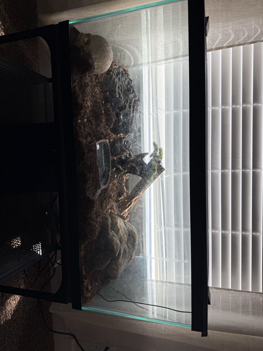 Ball python and cage