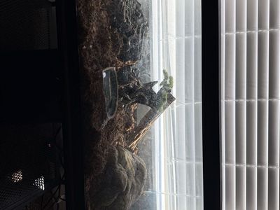 Ball python and cage