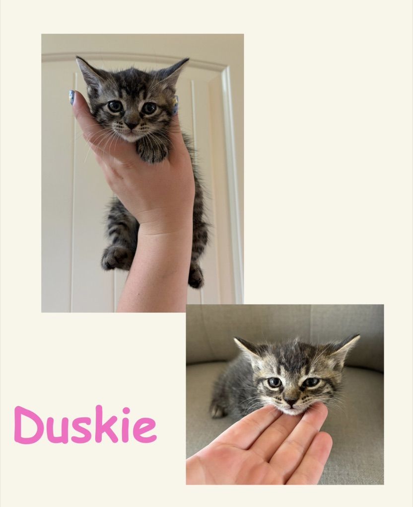 One Girl Kitten Ready Now