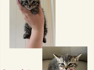 One Girl Kitten Ready Now