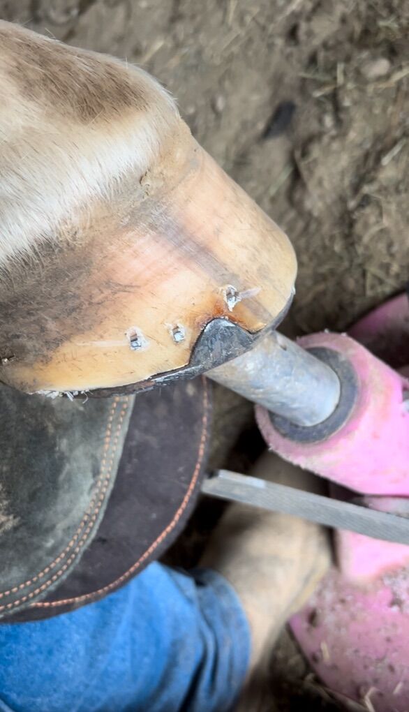 Horse Shoeing