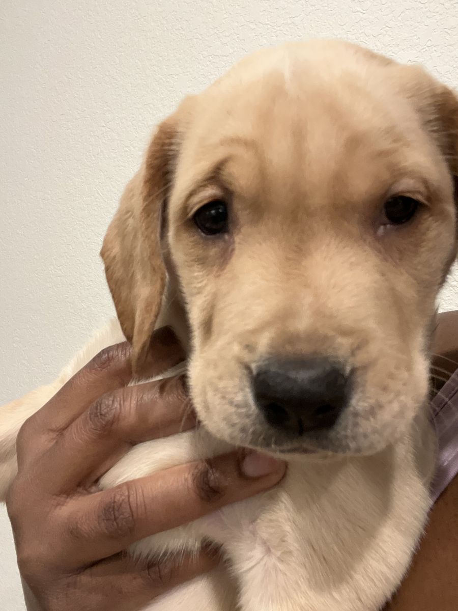 Golden Retriever Mixed Puppies