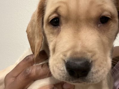 Golden Retriever Mixed Puppies