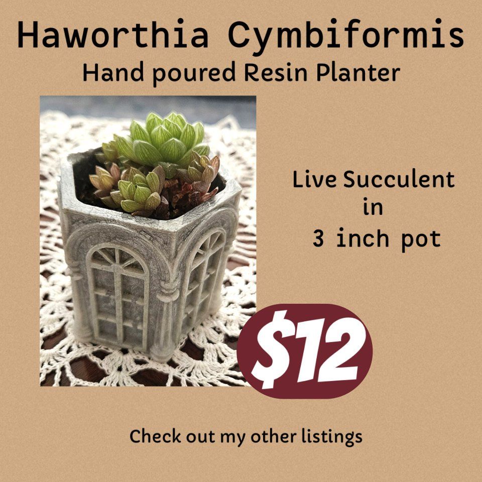 Unique Architectural Cement Succulent Planter Pot - Decorative Window Design