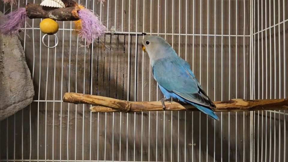 Beautiful Baby Lovebird