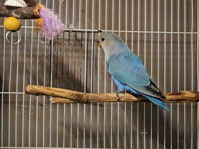 Beautiful Baby Lovebird