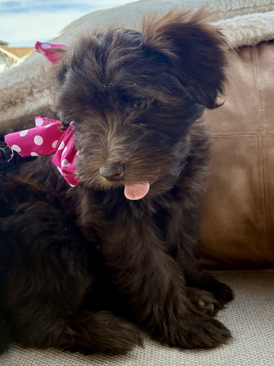 Non shedding Mini Whoodle!!