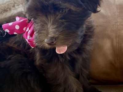 Non shedding Mini Whoodle!!