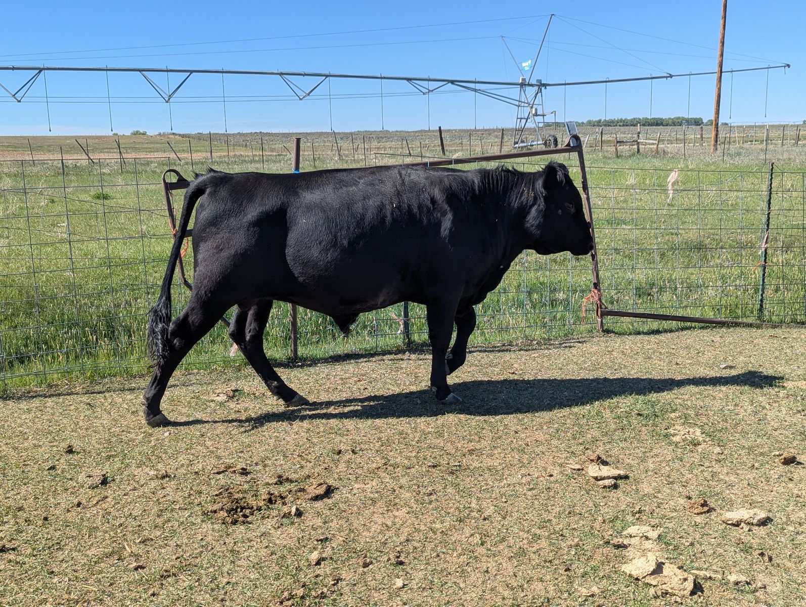 Dexter Jersey Cross Bull Year Old