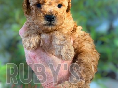 Cavapoo Puppy