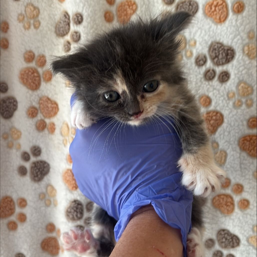 Hello my name is Pita