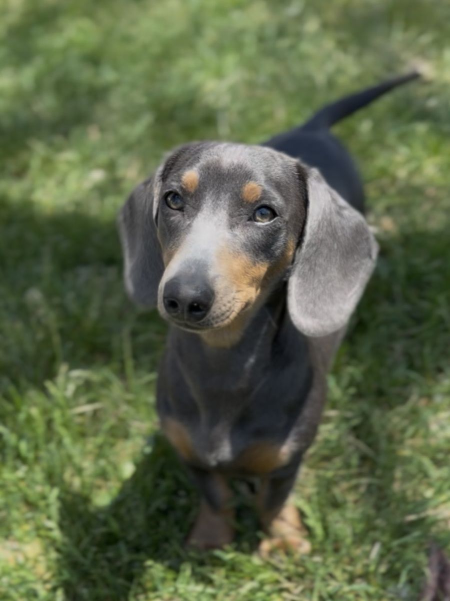 Female Dachshund 8 months