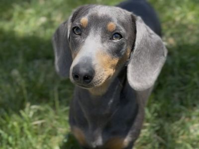 Female Dachshund 8 months