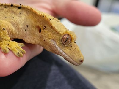 Adorable Female Juvenile Flame-Dalmatian Crested Gecko