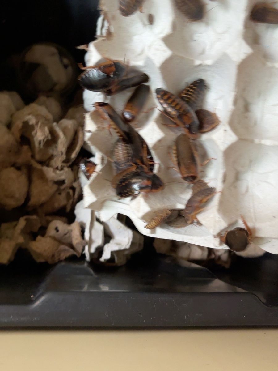 Dubia Roaches - Feeders and Breeder Starter Colonies - Meridian