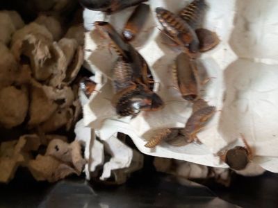 Dubia Roaches - Feeders and Breeder Starter Colonies - Meridian