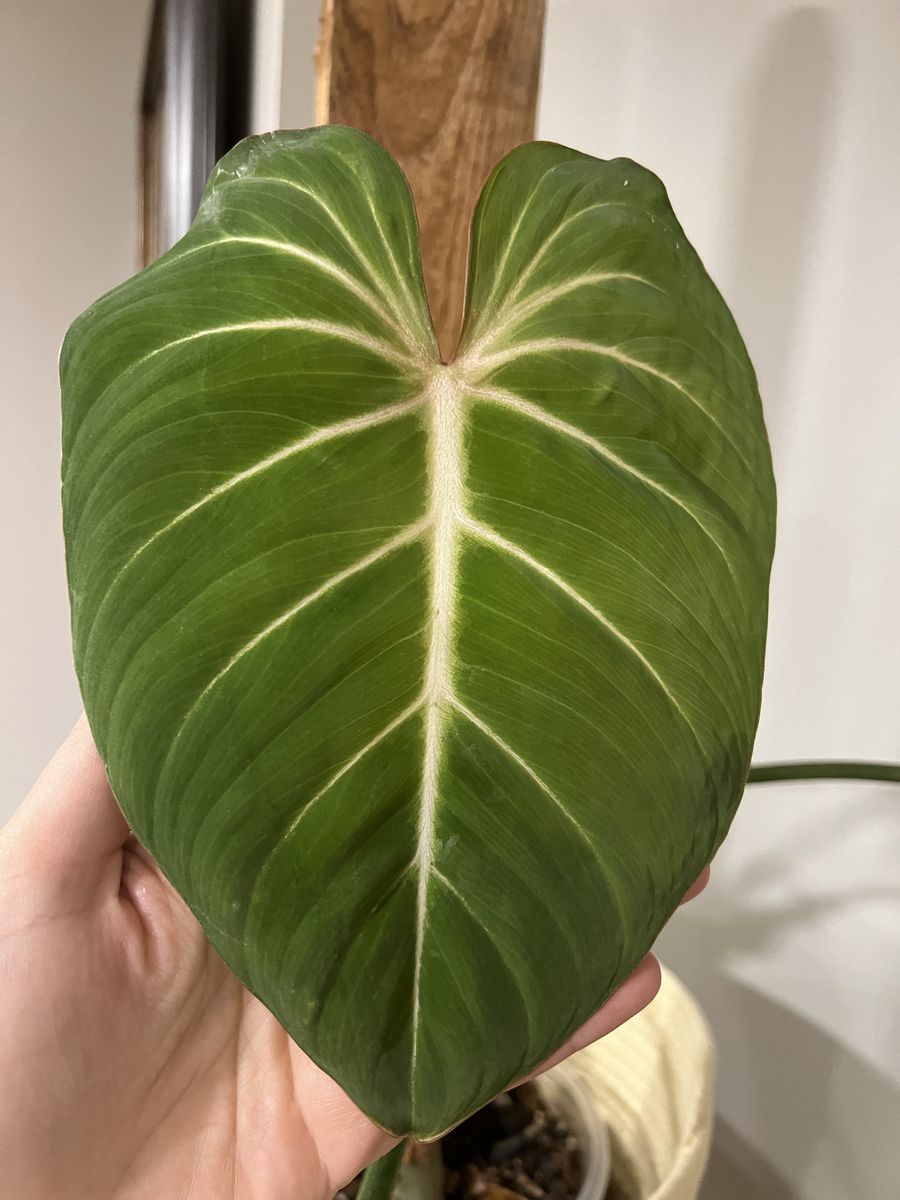 Philodendron Gloriosum