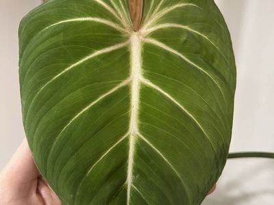 Philodendron Gloriosum