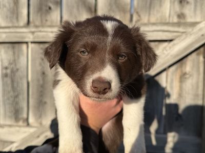 Red Border Collie x Australian Sheppard Puppies