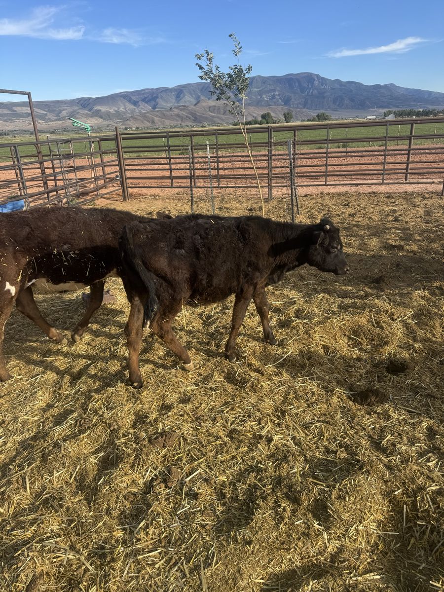 Breakaway calves