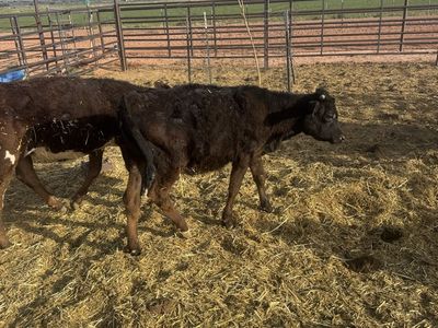 Breakaway calves