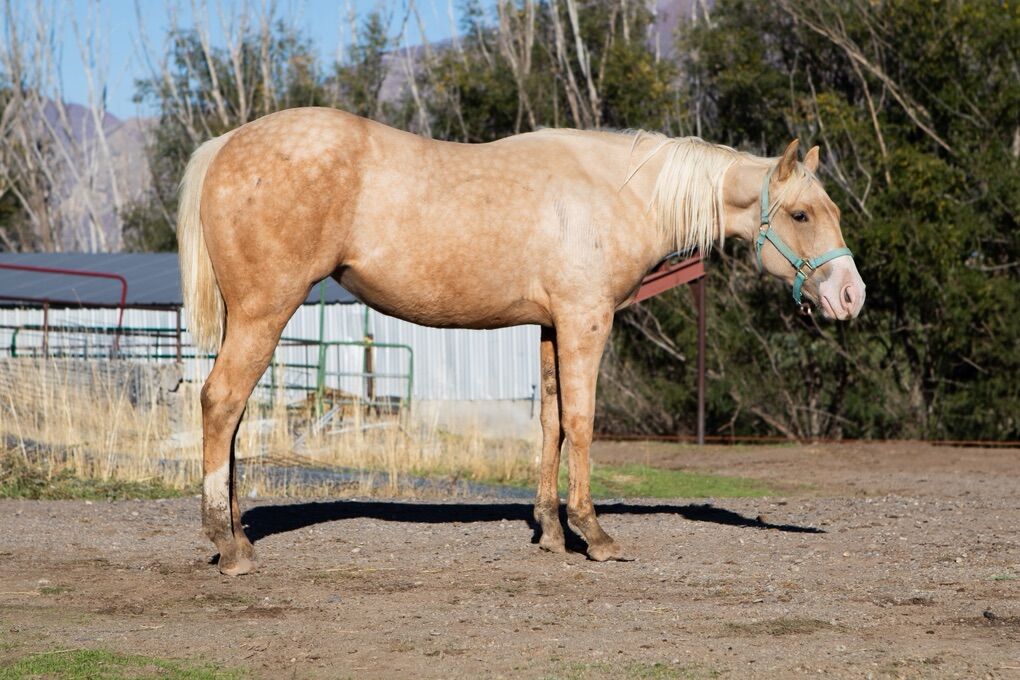 AQHA MARE. Wimpys Little Step X Sensation Cash