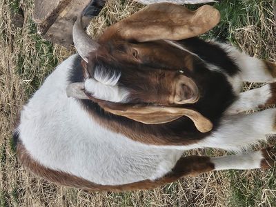 Nubian/Boer Buck