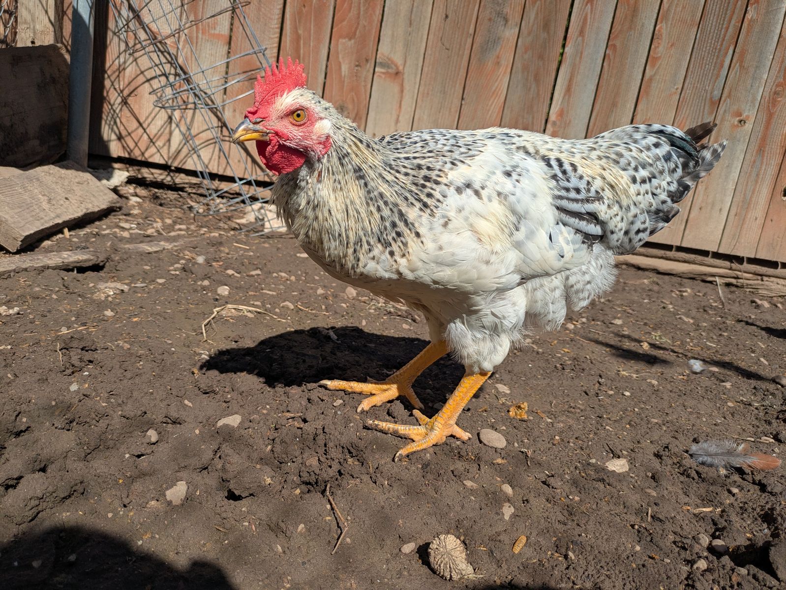 Miss Keisha ... The Rooster