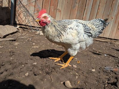 Miss Keisha ... The Rooster