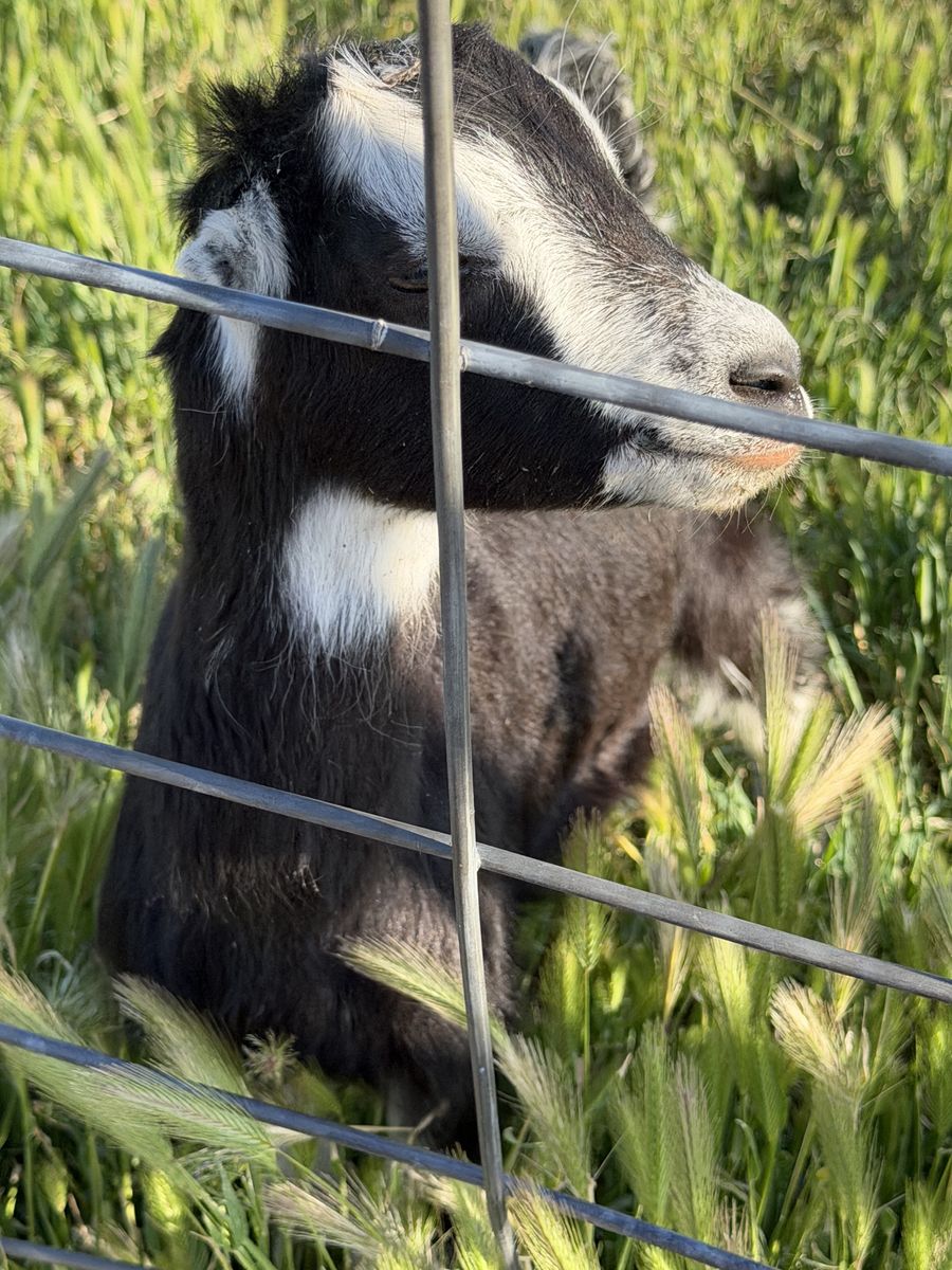 Goat