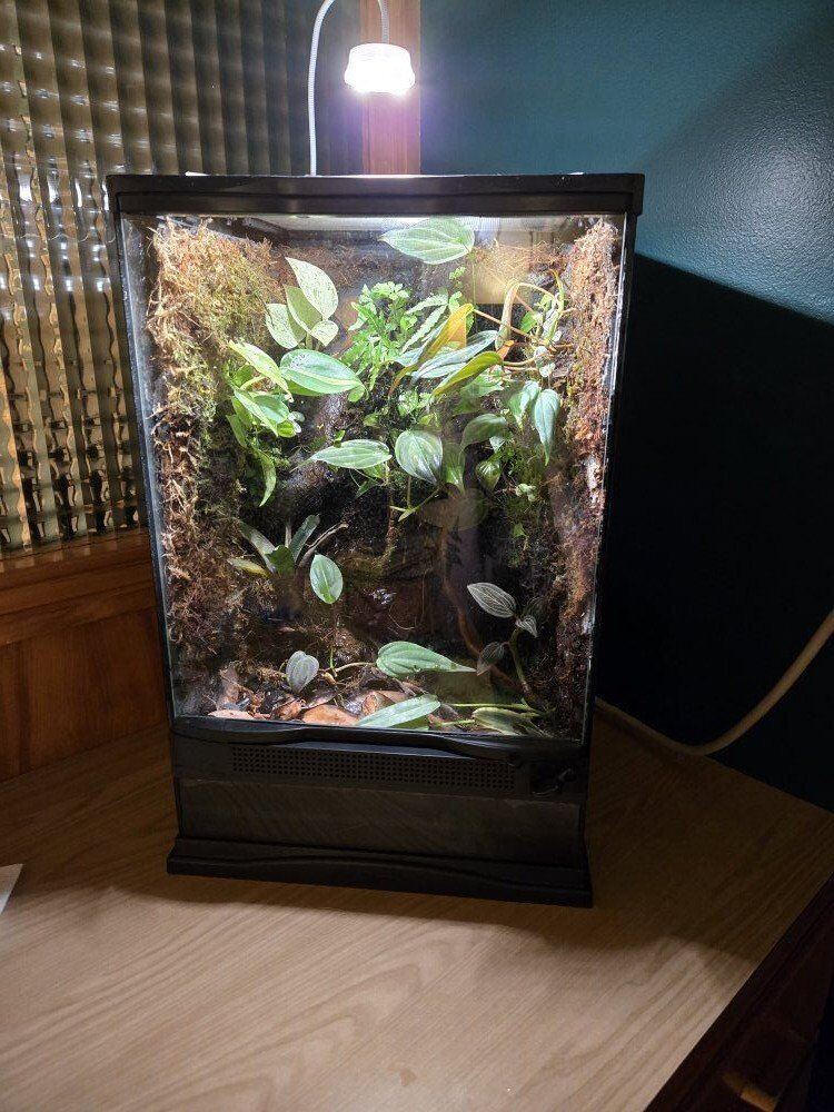 Bioactive vivarium 12x12x18