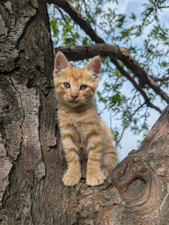 Adorable Farm Kitten