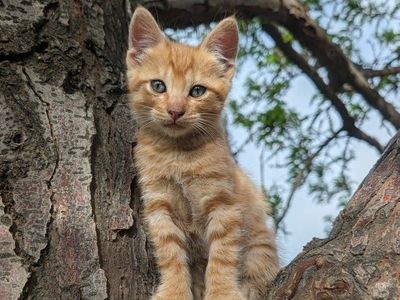 Adorable Farm Kitten