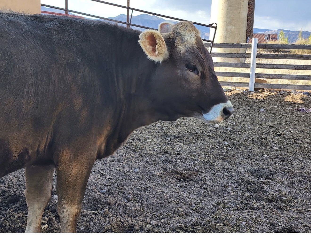 Brown Swiss Cow