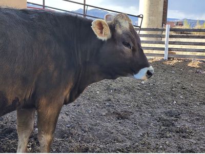 Brown Swiss Cow
