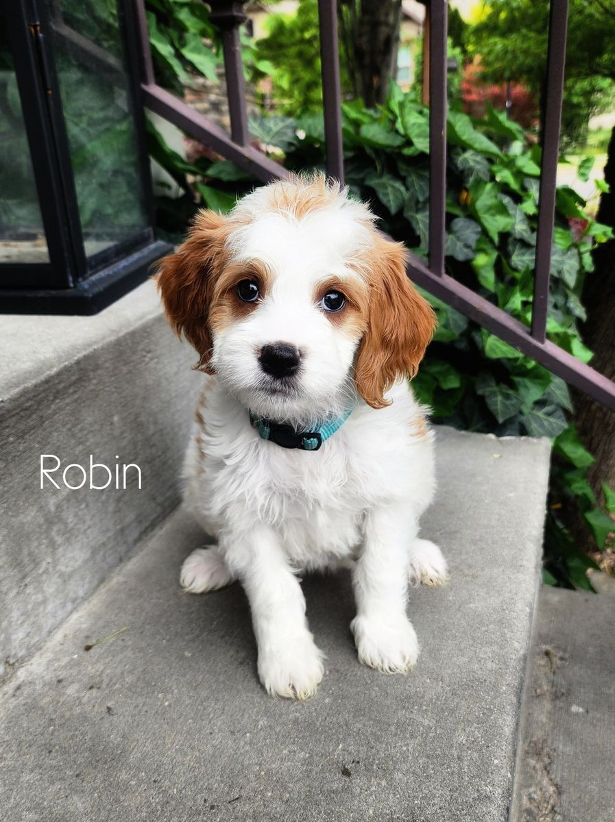 Crate Trained Mini Goldendoodle Female