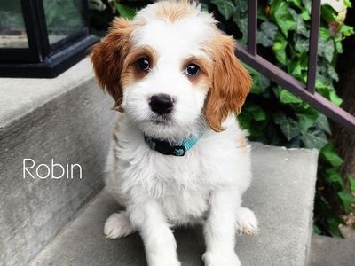 Crate Trained Mini Goldendoodle Female