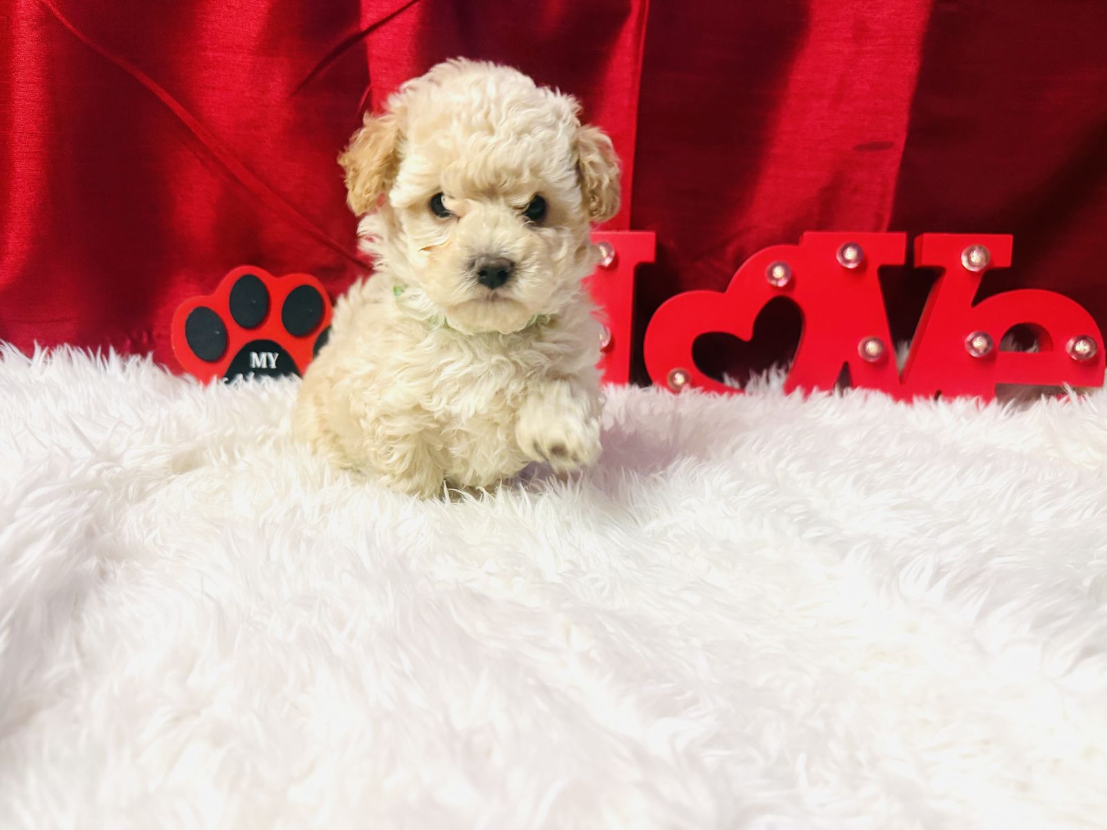 Maltipoo Puppies Maltese/ Mini Toy Poodle