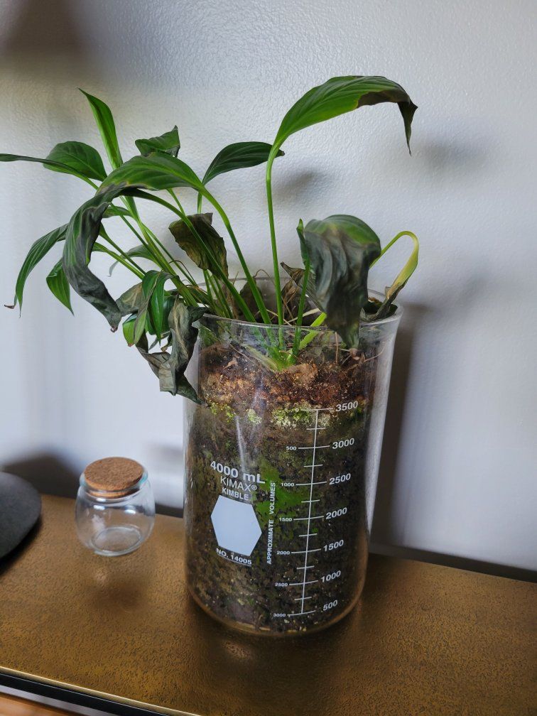 free plant