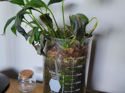 free plant
