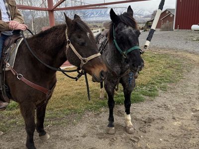 (2) quarter-type horses