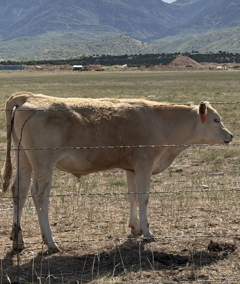 Young steer
